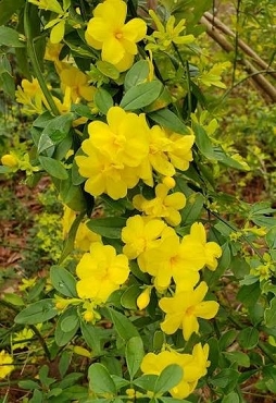Jasminum mesnyi 'Sun Glo' - Sunglo Golden Primrose Jasmine